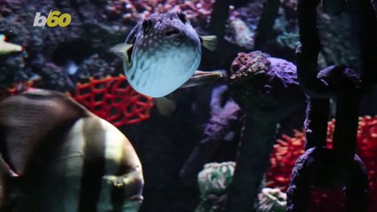 This Aquarium Is Offering You the Chance to Spend the Night Under the Sea