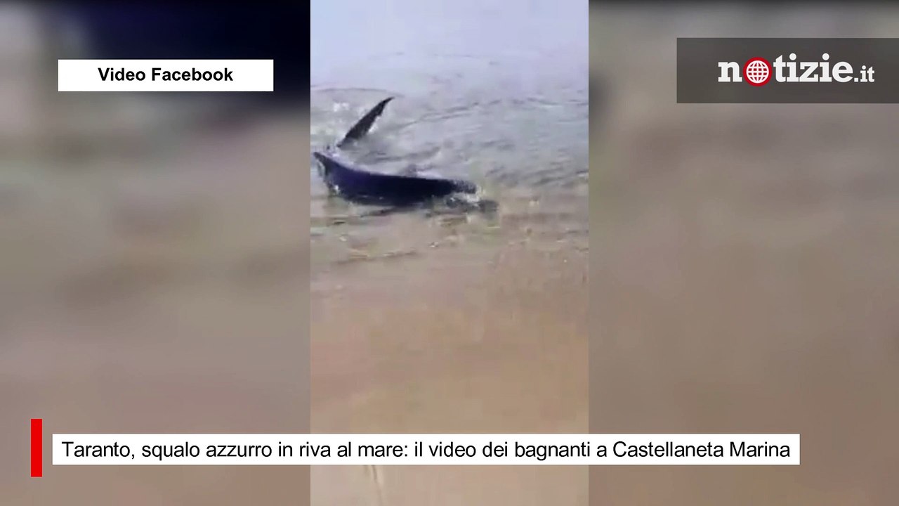 Taranto, squalo azzurro in riva al mare: il video dei bagnanti a  Castellaneta Marina, image size:1280x720