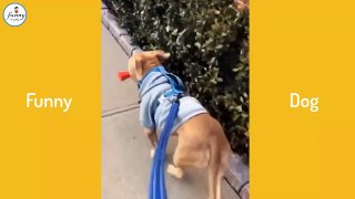 Funniest Animals      Funny animal videos can't help but laugh 2021