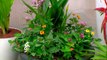 bd-instale-un-jardin-para-atraer-colibries-030621