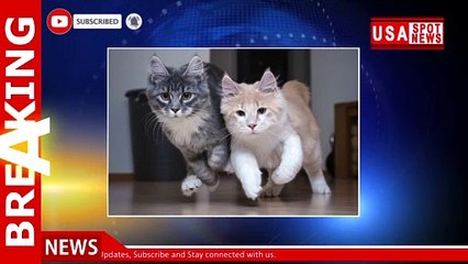 Decomposing body of 79-year-old woman found partially eaten by her cats