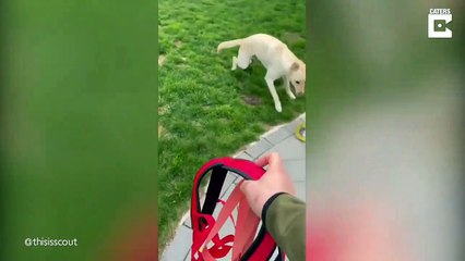Excited Dog Loves To Go On Runs With Her Owner