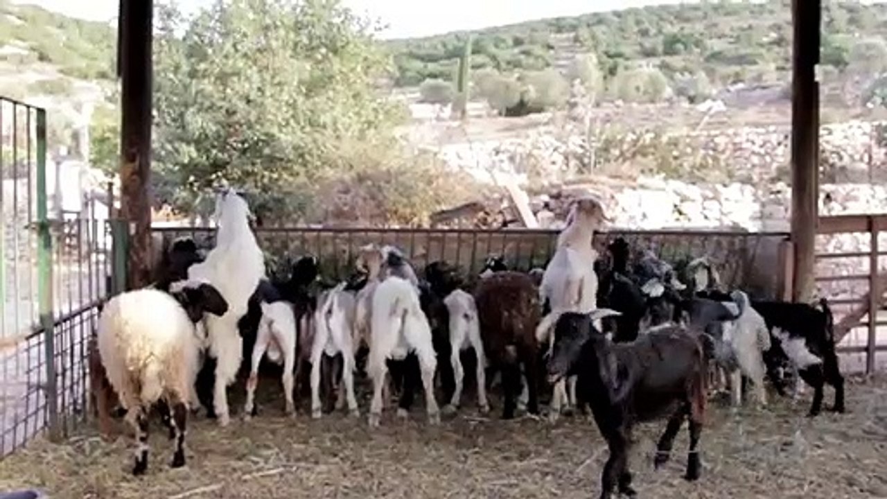 Goats, sheep, and dogs all live in the same house