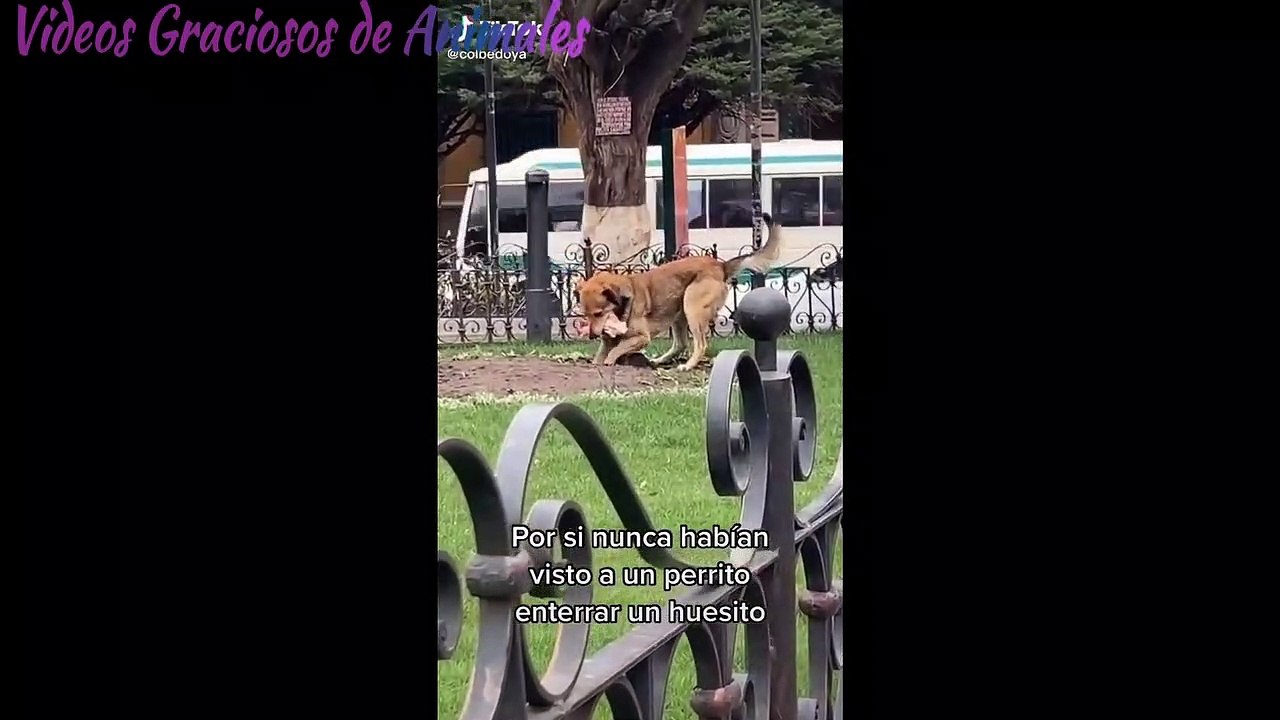 Los mejores videos de Gatos y Perros en Tik Tok Parte 2