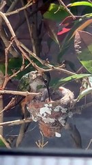 Mama Hummingbird Feeds Her Babies