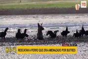 Chile: rescatan a perro atascado en el lodo y amenazado por buitres