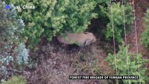 Elephants walk on roads in Chinese city after escaping natural reserve