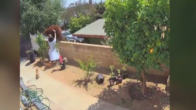 Image of the day: Teen pushes bear off the wall to save her dogs