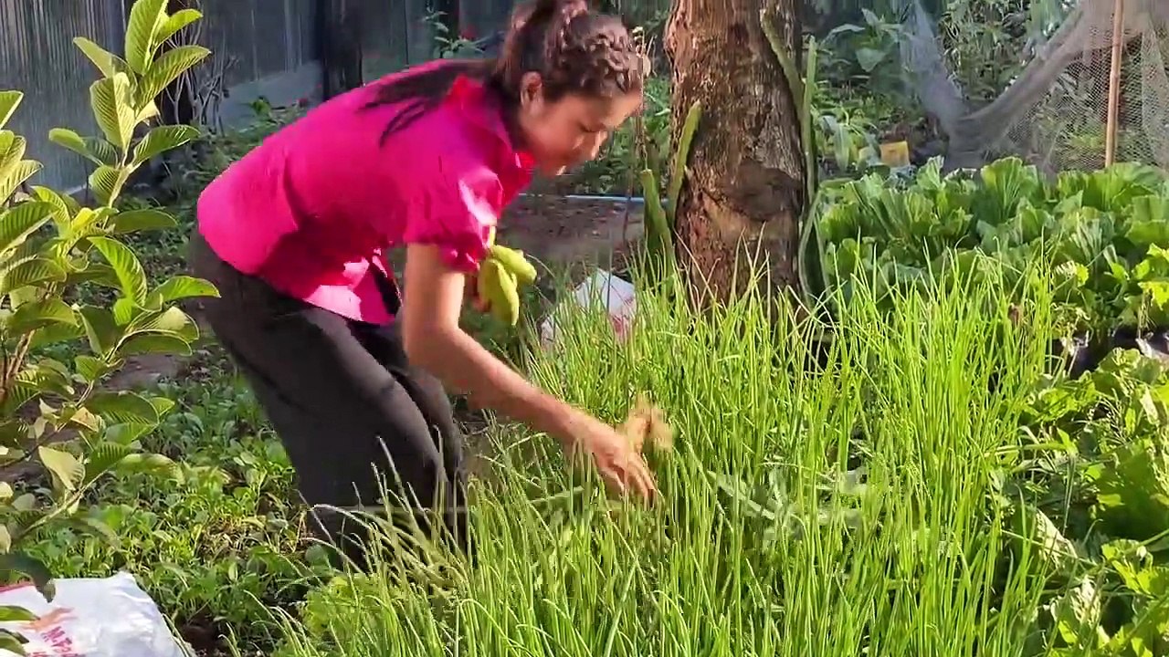 I cook 2 recipes with a big fish / Harvest vegetable around home for cooking