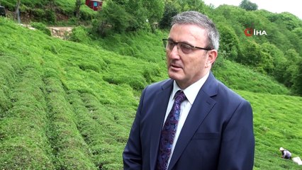 Fındığın başkentinde çay hasat etkinliği düzenlendi