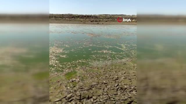 Diyarbakır'da göl kurudu binlerce balık telef oldu