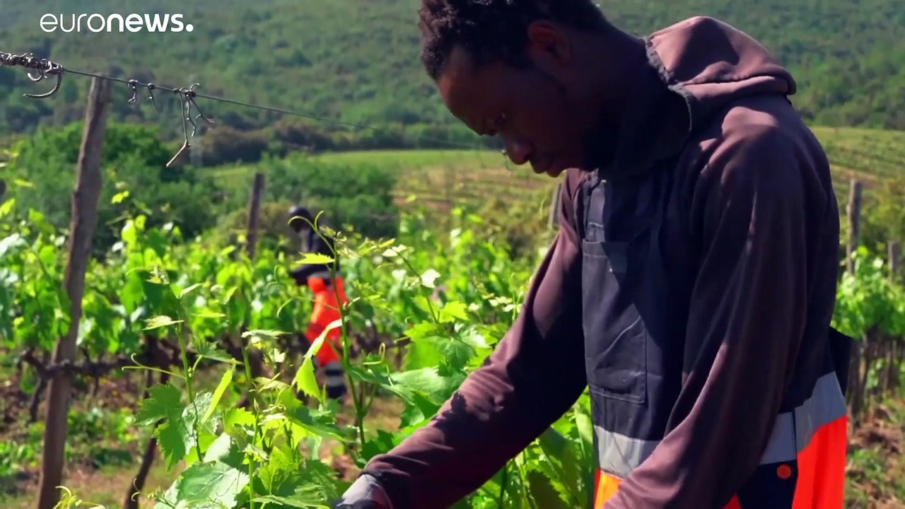 Gegen 'caporalato' - Asylbewerber in der Toskana ernten Brunello