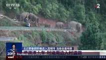 Chine : l'incroyable périple d'un troupeau d'éléphants, en route vers le nord