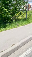 Guy Stops to Save Ducklings From Tall Curb