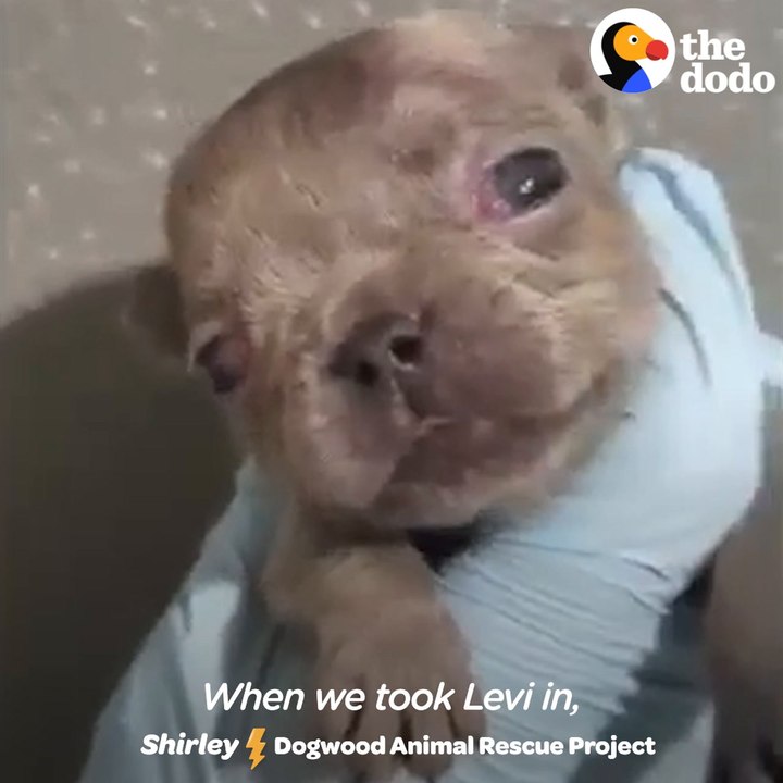 1-Pound Puppy Bites 125-Pound Great Dane's Face Nonstop