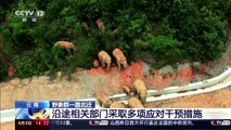 Elephants reach Chinese city after 500 km trek