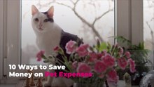 10 Ways to Save Money on Pet Expenses