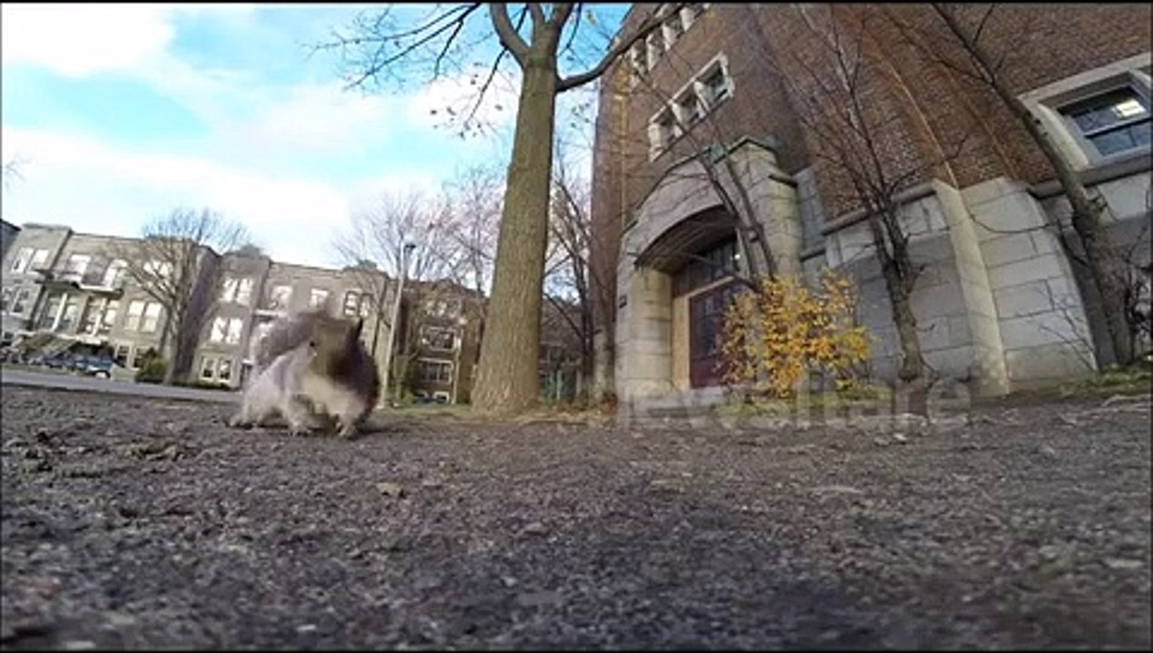 Squirrel steals GoPro and carries it up a tree