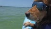 Dog Wearing Sunglasses Relaxes on Boat in Ocean
