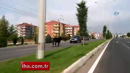 Kaçan boğa ortalığı birbirine kattı