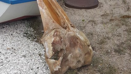 Mysterious skull washes ashore