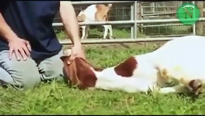 İşte Kurban keserken Besmele'nin mucizevi etkisi...