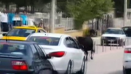 Kaçan boğa sahiplerini peşinden koşturdu
