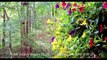 Stunning Spring Flowers at Log Cabin Garden in the Smoky Mountains