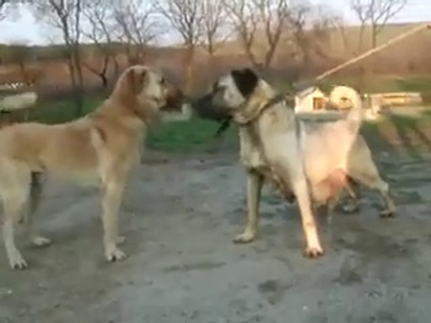 DiSi MALAKLI COBAN KOPEGi - FAMELA MALAKLi SHEPHERD DOG