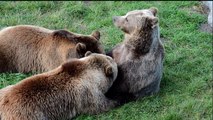 Bear funny ,cute video _ Bear kids playing With kids _ Mother Bear Nurses Her Cubs _Animals Places