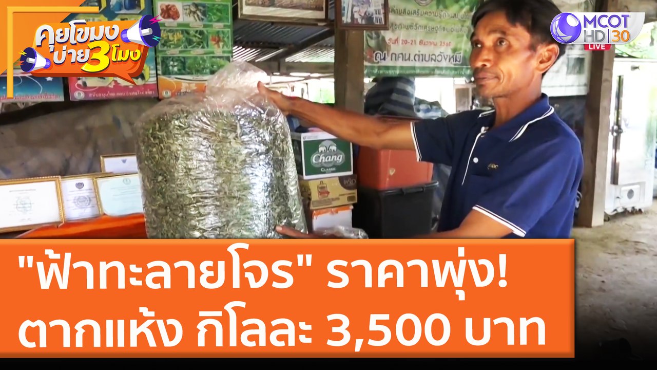 "ฟ้าทะลายโจร" ราคาพุ่ง! ตากแห้ง กิโลละ 3,500 บาท (2 มิ.ย. 64) คุยโขมงบ่าย 3 โมง