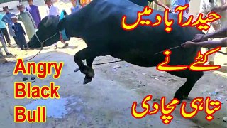 Out of control cow eid-ul-adha