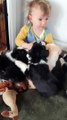 Border Collie Puppy Cuddles