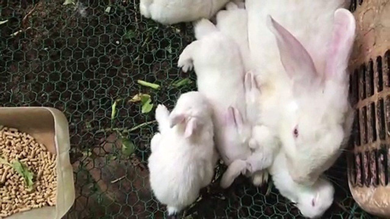 Mother Carefully rabbits baby