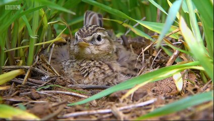 Springwatch episode 7 2021