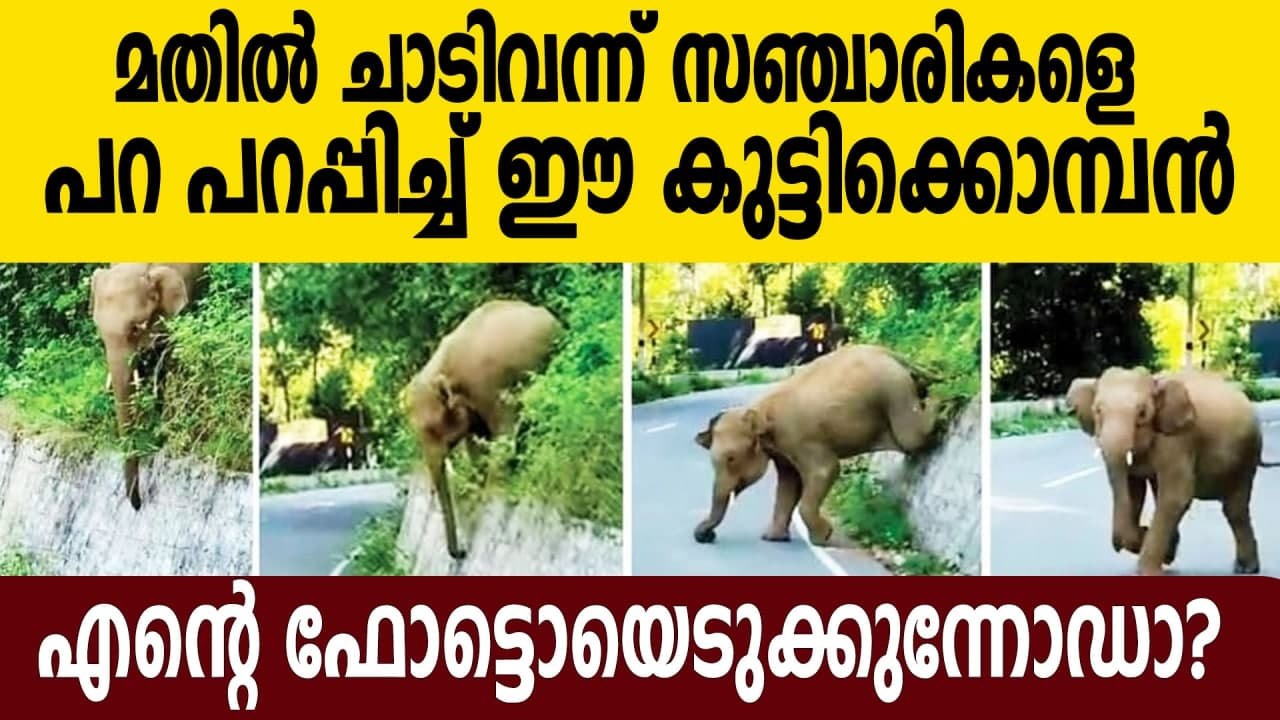 Elephant attack in Mettupalayam to Ooty road