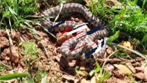 Tunceli'de yarı zehirli kocabaş yılanı görüntülendi