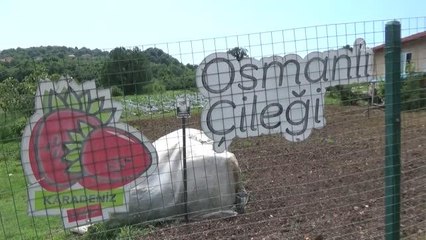 ZONGULDAK - Pazara inmeden alıcı bulan Osmanlı çileğinin hasadına başlandı