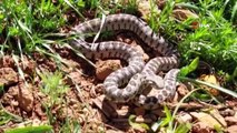 Tunceli’de yarı zehirli kocabaş yılanı görüntülendi