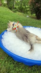 Husky Cools off From Hot Summer Sun
