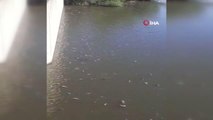 Ceyhan Nehri'nde oksijensiz kalan balıklar telef oldu