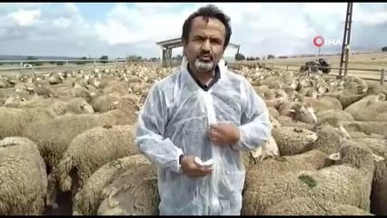 6 ihtiyaç sahibi aile koyun projesi ile köyüne döndü