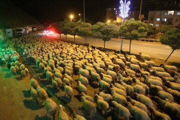 HAKKARİ-VAN YOLUNDA POLİS ESKORTLUĞUNDA 10 BİN KOYUN GEÇİŞİ