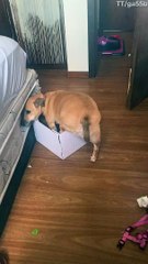 Cardboard Box Doesn't Make Good Doggy Bed