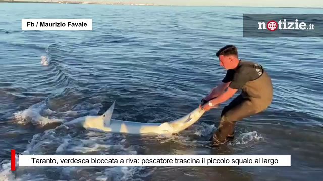 Taranto, verdesca bloccata a riva: pescatore trascina il piccolo squalo al largo