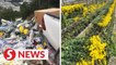 Flower farmers dump harvest every day due to lockdown