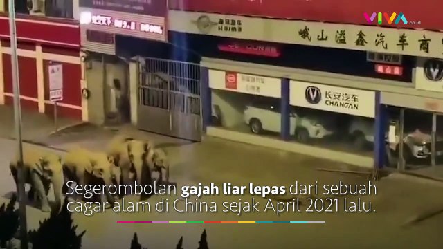 Gajah Liar Masuk Kota, Kerugian Sampai Rp14 Miliar
