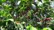 Government Registers Coffee Farmers In Kisii County