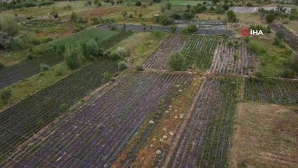 Konya'da üreticiler coğrafi tescilli çileğin alım fiyatının düşmesine tepkili