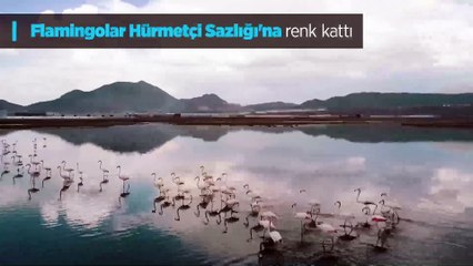 Flamingolar Hürmetçi Sazlığı'na renk kattı